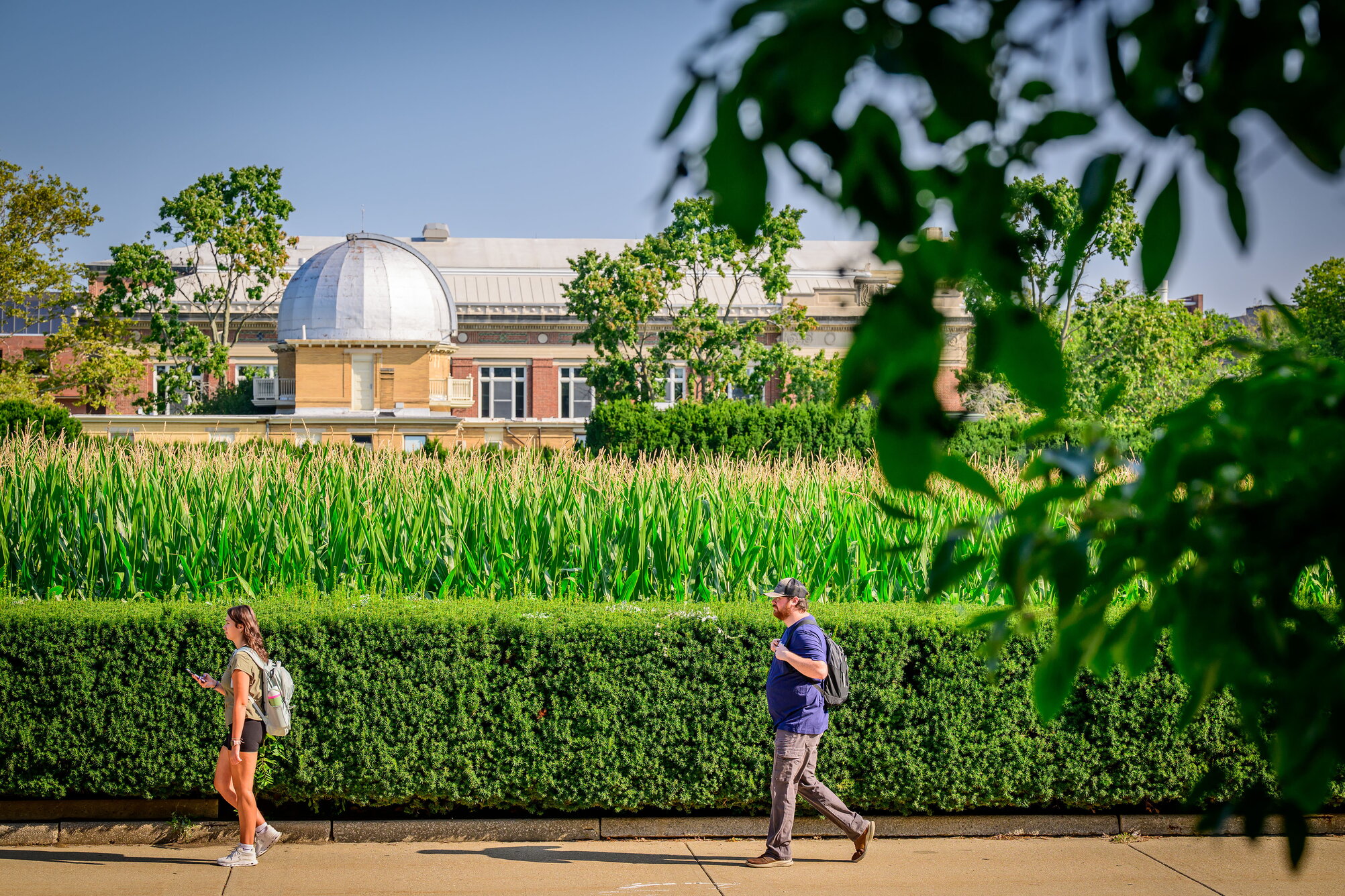 An observatory behind a cornfield.
